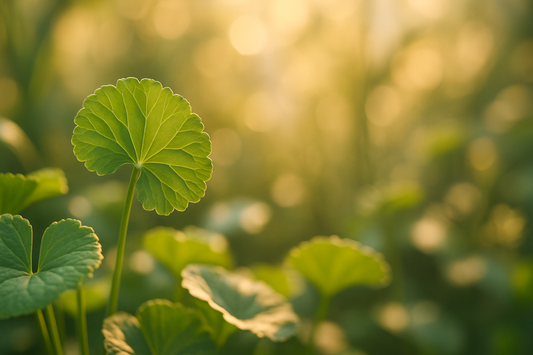 What is Gotu Kola? The Ultimate Guide to This Skin-Repairing Herb